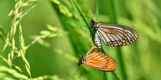 Pair of butterflies