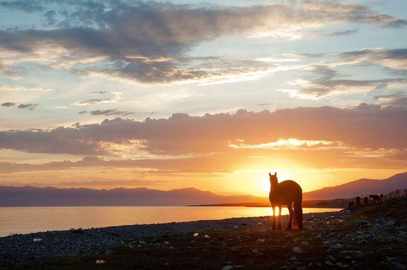 xinjiang_horses2